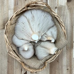 Setas De Cardo - Setas y hongos -1- Lo mejor de la fruta