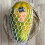 Papaya - Kiwis, Piñas, Aguacate y Tropicales -1- Lo mejor de la fruta