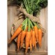 Zanahoria de Manojo - Verduras -1- Lo mejor de la fruta