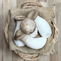 Setas Erynguii - Setas y hongos -1- Lo mejor de la fruta