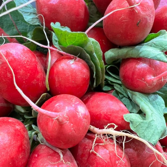 Rábanos - Verduras -3- Lo mejor de la fruta
