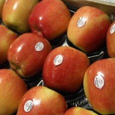 Manzanas Ambrosía - Manzanas, Peras y Plátanos. -3- Lo mejor de la fruta