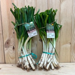 Calçots - Verduras -1- Lo mejor de la fruta